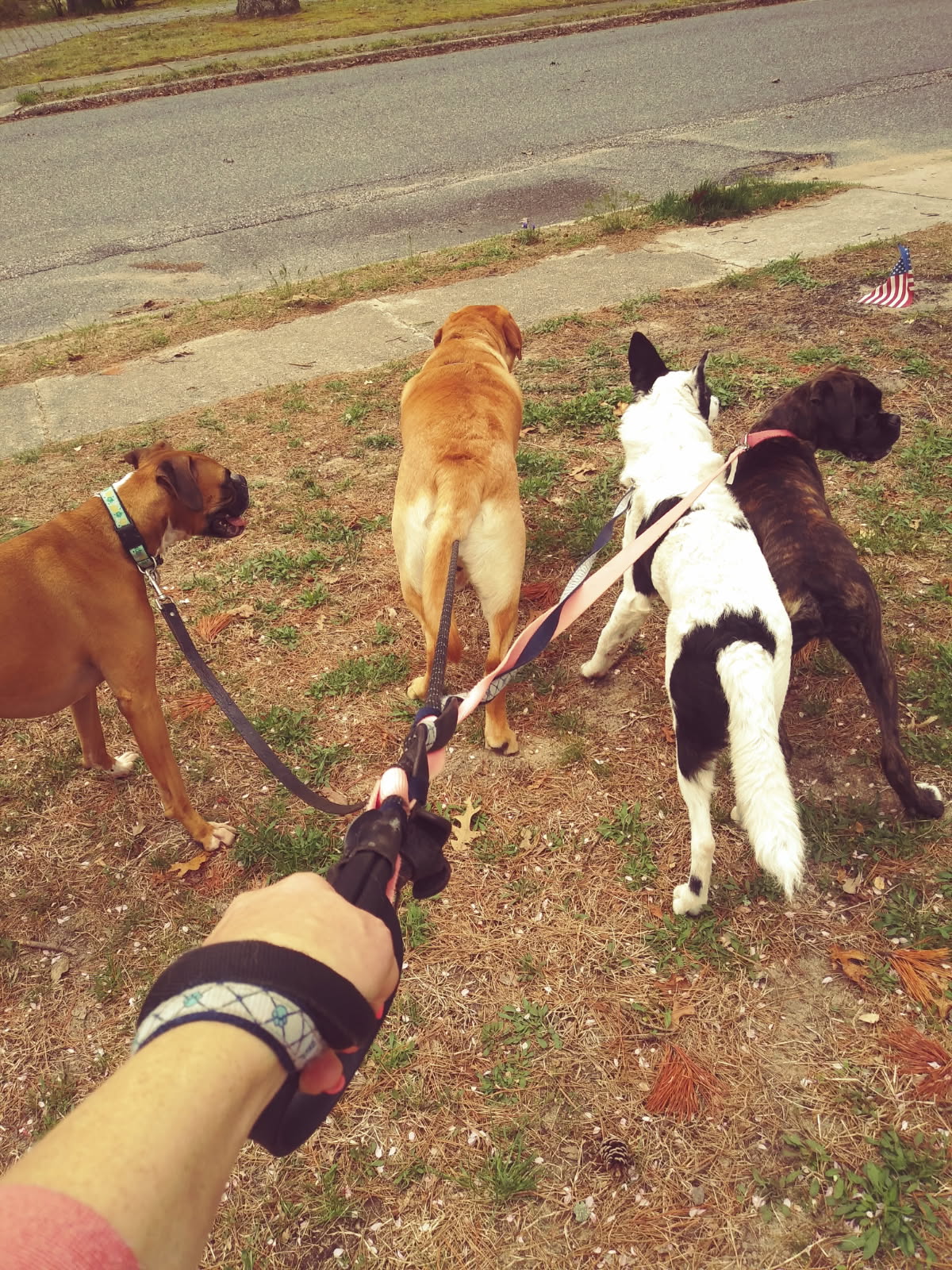 Marmora Dog Boarding