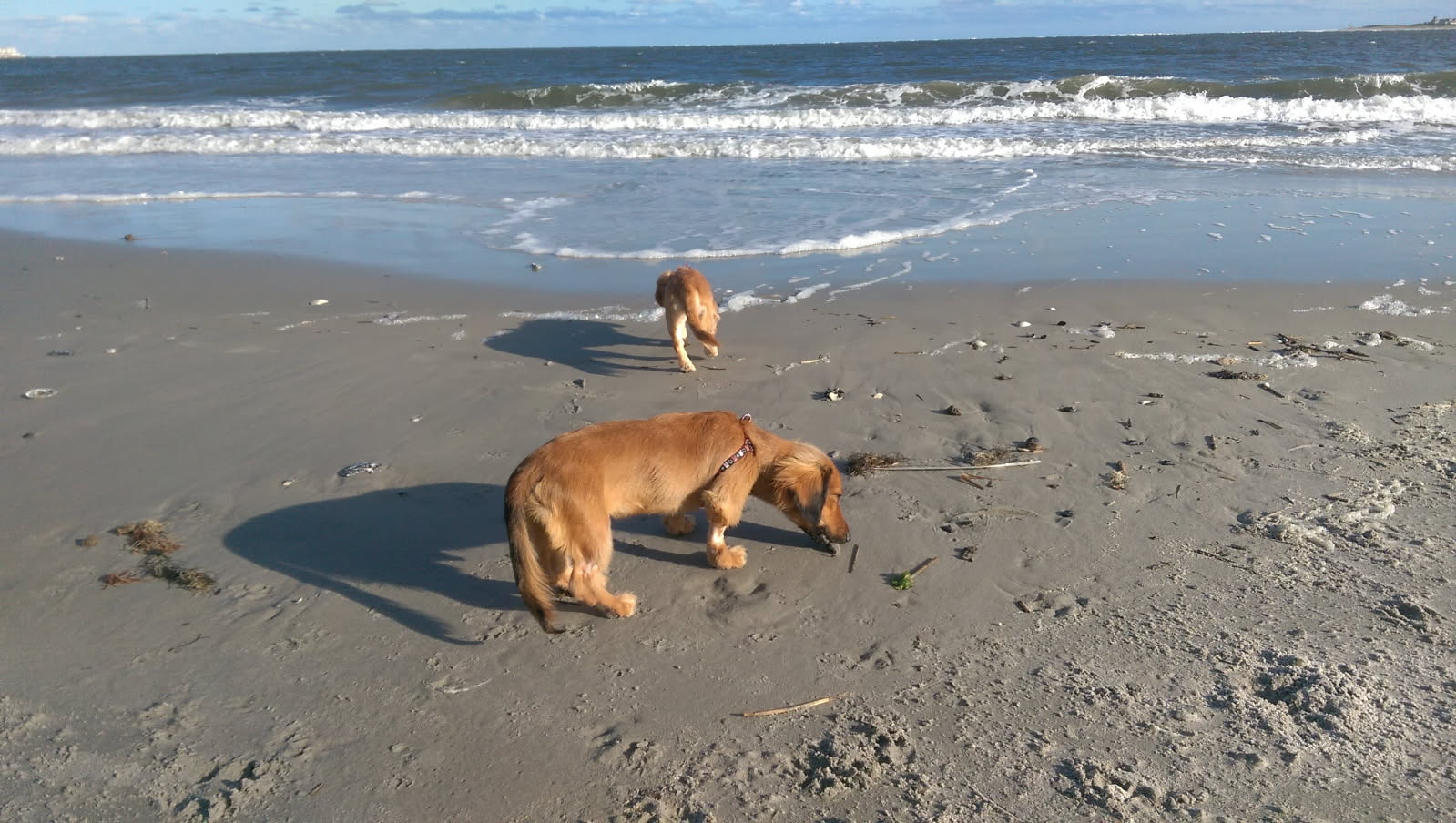 Dog Boarding