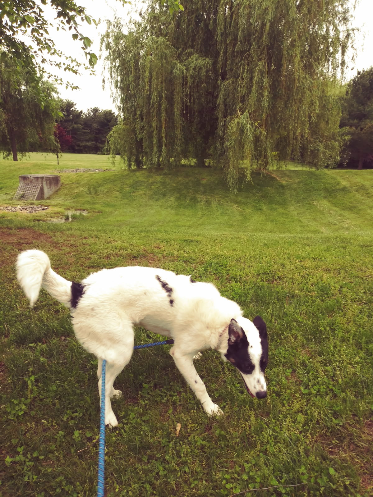 Marmora Dog Training