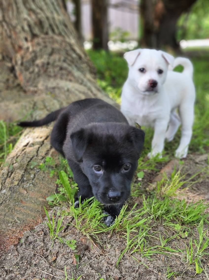 Seaville Dog Daycare