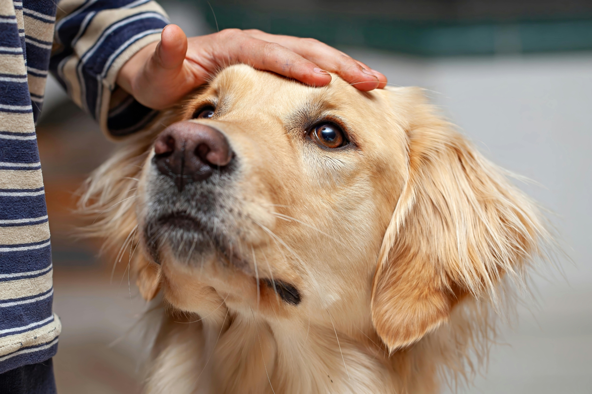 Dog Daycare in Seaville