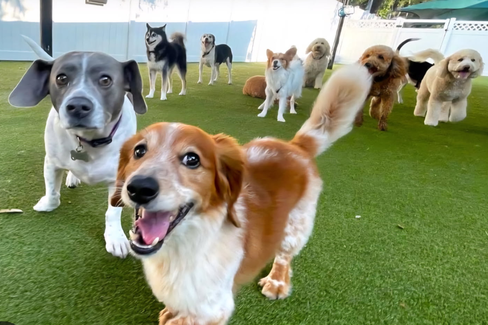 Dog Boarding